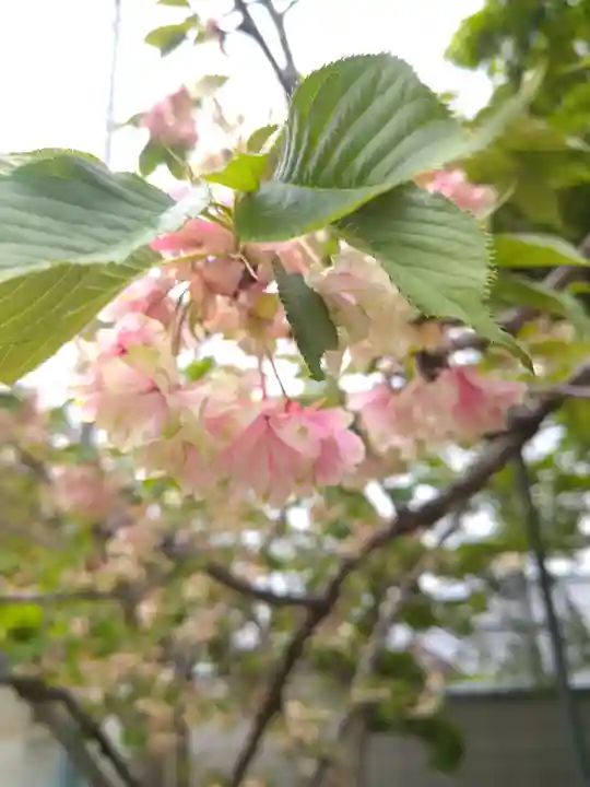 城山稲荷神社の自然