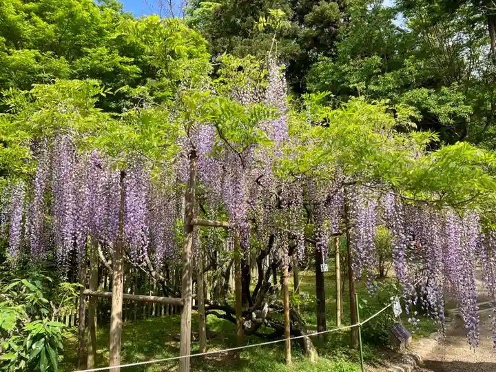 春日大社の自然
