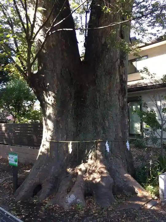 所澤神明社の自然