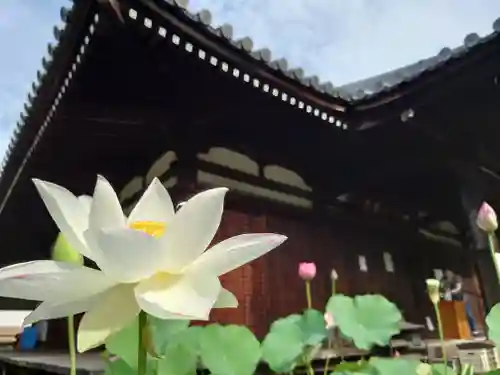法金剛院(京都府)
