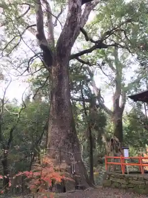 榎原神社の自然