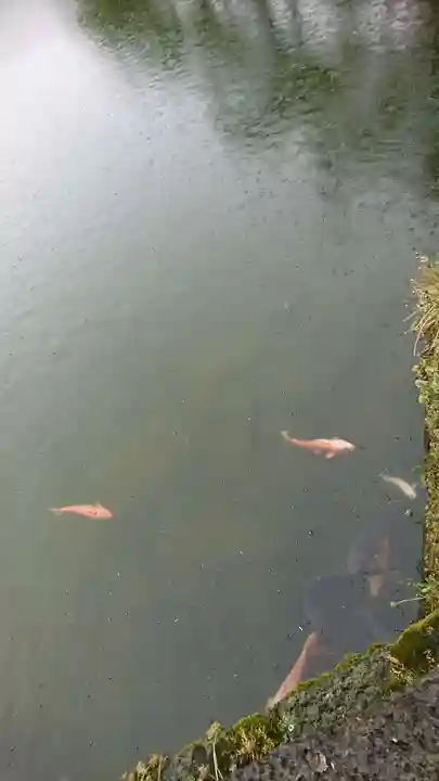 上杉神社の動物