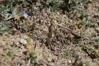 高屋敷稲荷神社の自然