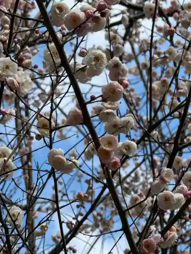阿佐ヶ谷神明宮の{uncategorized: "未分類", other: "その他", undefined: "問題あり", building: "その他建物", grave: "お墓", sacred_gate: "鳥居", guardian: "狛犬", statue: "像", buddha: "仏像", history: "歴史", nature: "自然", garden: "庭園", animal: "動物", pagoda: "塔", temizu: "手水舎", mountain_gate: "山門・神門", sanctuary: "本殿・本堂", subordinate: "末社・摂社", art: "芸術", scenery: "景色", jizo: "地蔵", ema: "絵馬", goshuin: "御朱印", omikuji: "おみくじ", items: "授与品その他", amulet: "お守り", goshuincho: "御朱印帳", eats: "食事", festival: "お祭り", votive_dance: "神楽", shichigosan: "七五三参", wedding: "結婚式", experience: "体験その他", initially: "初詣", around: "周辺", anti_infection: "感染症対策"}