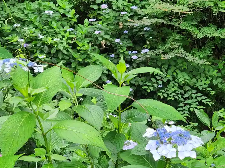 小新屋観音の自然