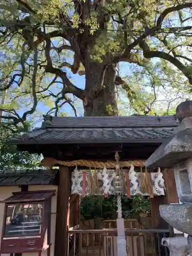 新熊野神社の自然