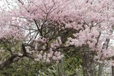 白幡八幡神社の自然