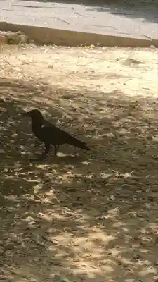 豊国廟（豊国神社飛地境内）(京都府)