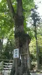 小御門神社の自然