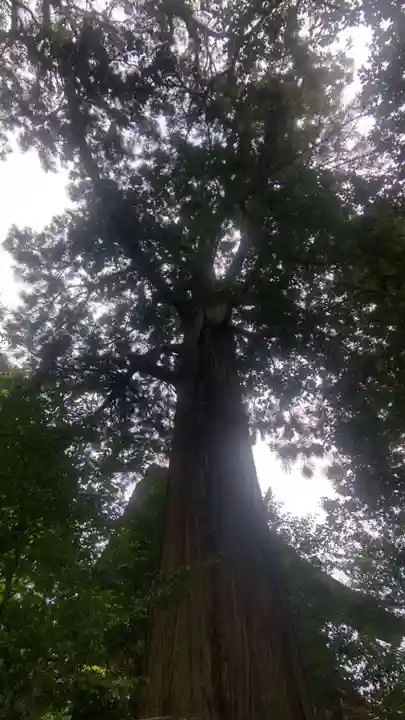 須佐神社(島根県)