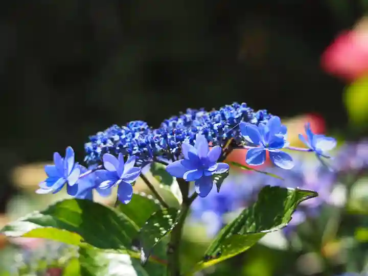 長壽寺(長寿寺)の自然