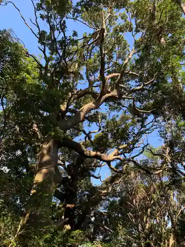 愛宕神社の自然