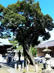 春日神社の自然