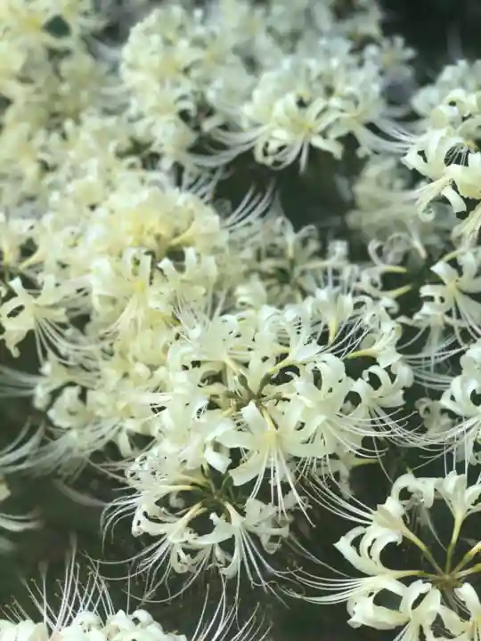 横浜 西方寺の自然