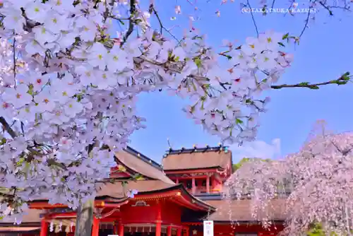 富士山本宮浅間大社(静岡県)