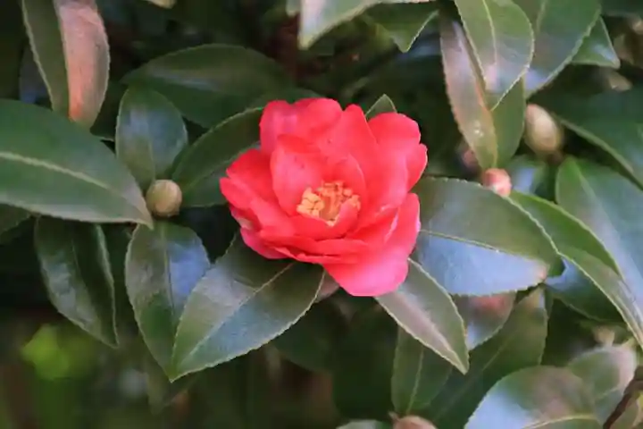 高屋敷稲荷神社の自然