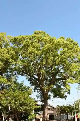 伊吹八幡神社(香川県)