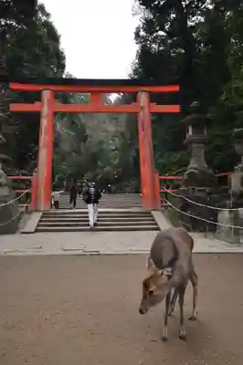 春日大社(奈良県)