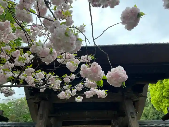 横浜 西方寺の自然