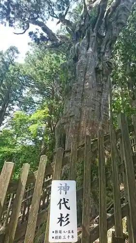 玉置神社の自然