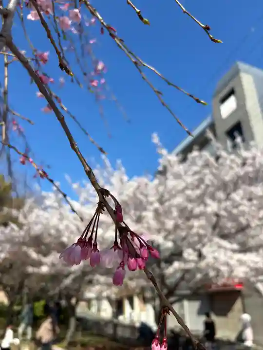 白菊稲荷大神(兵庫県)