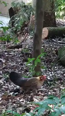天岩戸神社(宮崎県)