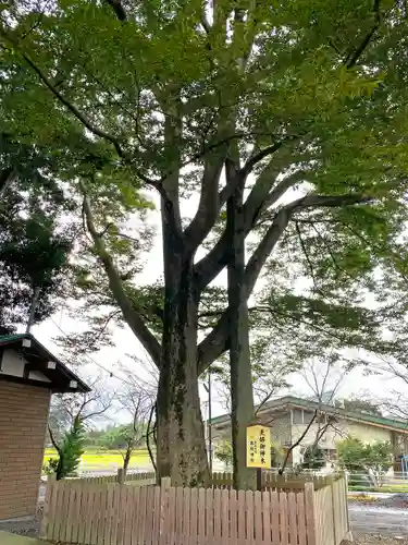 高椅神社の自然