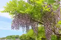 三春大神宮の自然