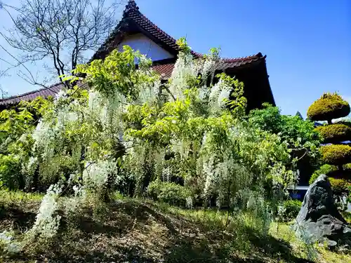 長徳寺の庭園