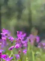 皷楽神社(山梨県)