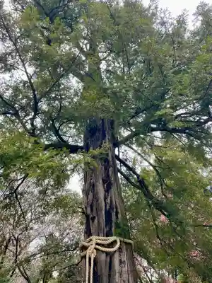 駒込富士神社(東京都)