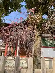 亀戸天神社の自然