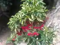 木舟山 順教寺の自然