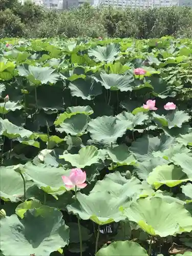 寛永寺不忍池弁天堂の自然