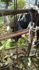 賀茂別雷神社の動物