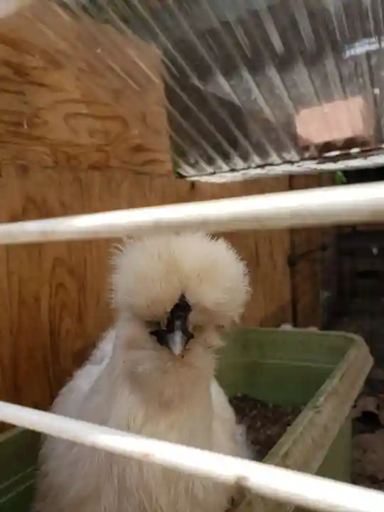 榮久山大法寺の動物