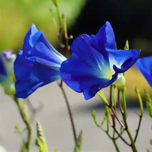 高司神社〜むすびの神の鎮まる社〜の自然