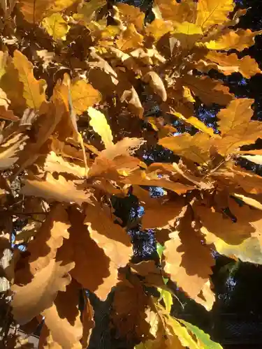 津島神社の自然