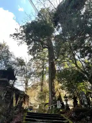 英彦山豊前坊高住神社の自然