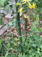 清洲山王宮 日吉神社の自然