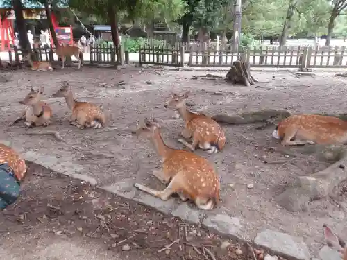 東大寺(奈良県)