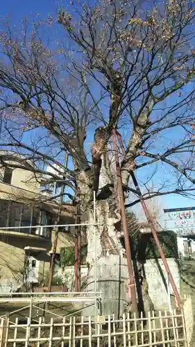 白山神社の自然