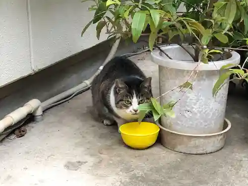 讃岐小白稲荷神社(東京都)