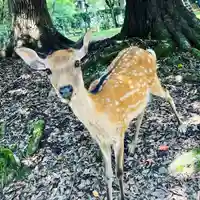 春日大社(奈良県)