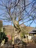 根古屋神社の自然