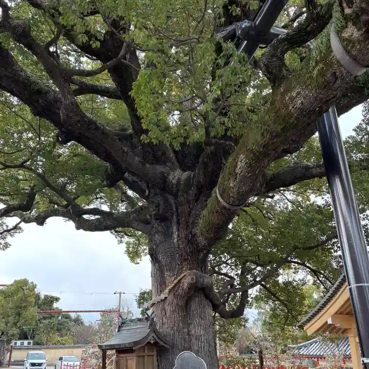 百舌鳥八幡宮(大阪府)