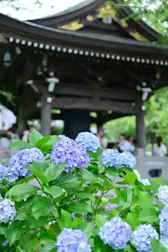 妙楽寺(神奈川県)