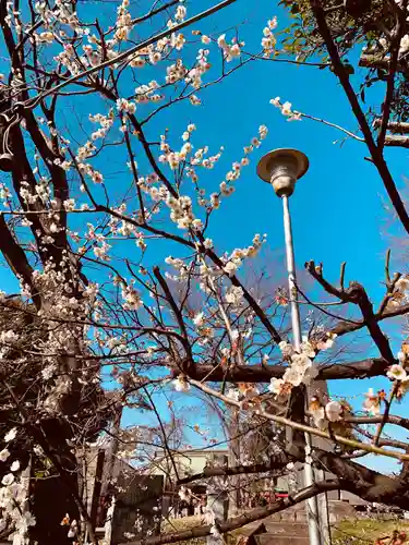 相模原氷川神社の自然
