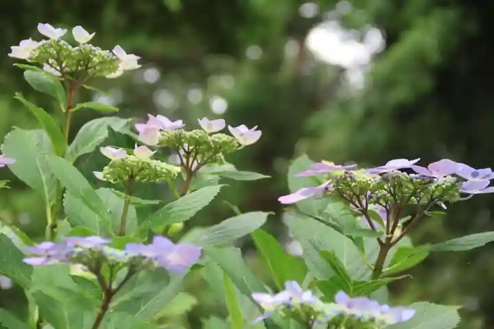 隠津島神社の庭園