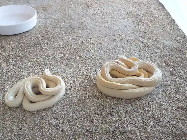 岩国白蛇神社の動物